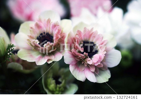 Anemone pink flowers on a white background Anemone pink flowers on a white background 132724161