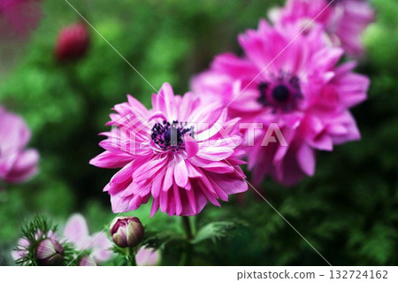 Anemone red flower Anemone red flower 132724162