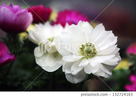 銀蓮花，白色和紅色花朵 132724163