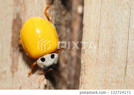 Yellow Ladybug in Winter Yellow Ladybug in Winter 132724171