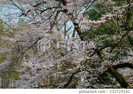 Edohigan cherry blossoms in full bloom at Hachigata Castle Park in Yorii Town 132724181
