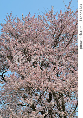 Edohigan cherry blossoms in full bloom at Hachigata Castle Park in Yorii Town 132724183