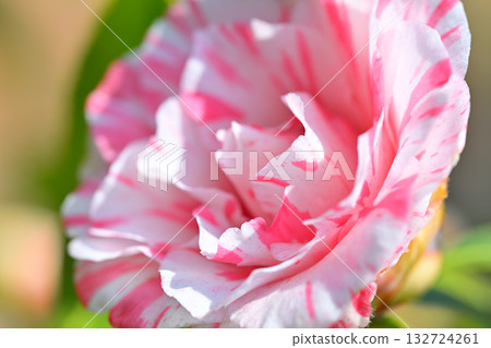山茶花特寫微距鏡頭 132724261