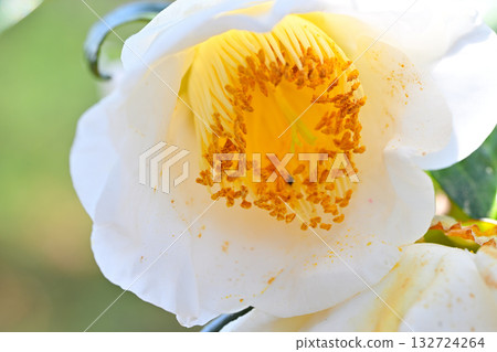 White camellia close-up macro lens 132724264