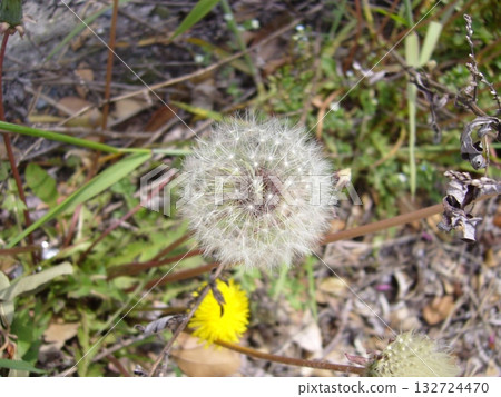 Dandelion fluff Dandelion fluff 132724470