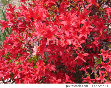 Red azalea Red azalea 132724481