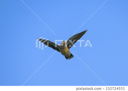 野雞的飛行 野雞的飛行 132724551