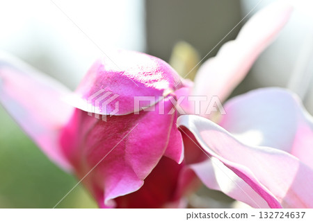 木蘭花微距攝影 木蘭花微距攝影 132724637