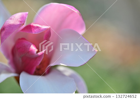 Magnolia macro photography Magnolia macro photography 132724652