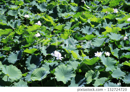 Shimabara Castle 132724720