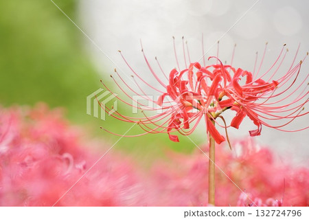 Red spider lilies stand out among the greenery. Sparkling bokeh. Shining. 132724796