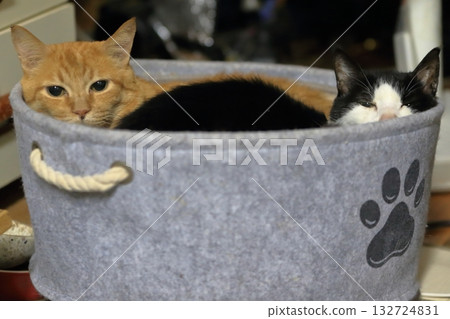 Brown tabby cat and black and white cat 132724831