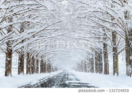 滋賀縣白雪皚皚的水杉樹 132724850
