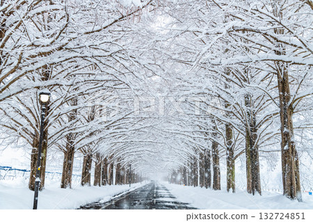 滋賀縣白雪皚皚的水杉樹 132724851