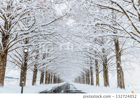滋賀縣白雪皚皚的水杉樹 132724852