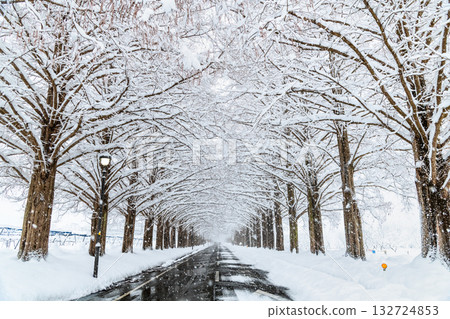 滋賀縣白雪皚皚的水杉樹 滋賀縣白雪皚皚的水杉樹 132724853