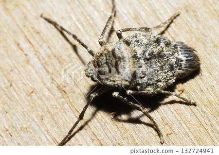 A type of winter moth (female, adult) A type of winter moth (female, adult) 132724941