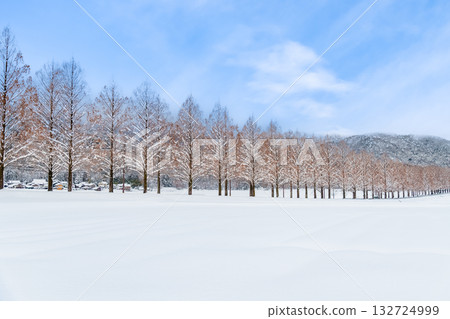 滋賀:晴朗雪天裡的水杉樹 滋賀:晴朗雪天裡的水杉樹 132724999