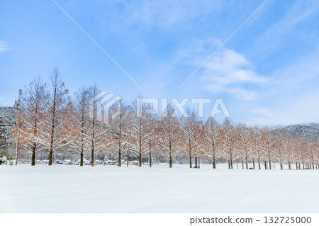 滋賀:晴朗雪天裡的水杉樹 滋賀:晴朗雪天裡的水杉樹 132725000