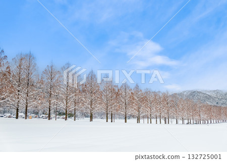 滋賀:晴朗雪天裡的水杉樹 滋賀:晴朗雪天裡的水杉樹 132725001