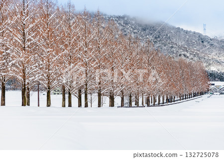 滋賀縣白雪皚皚的水杉樹 滋賀縣白雪皚皚的水杉樹 132725078