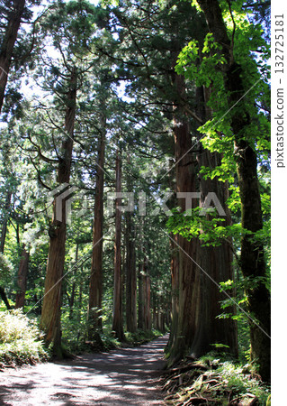 Togakushi Shrine Okusha 132725181