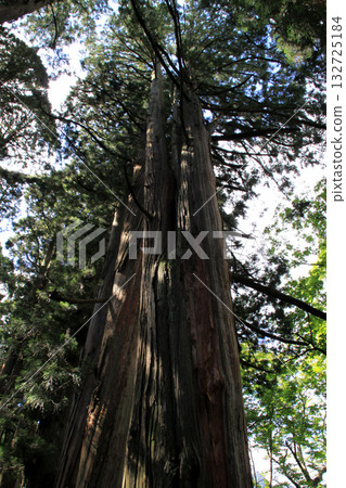 Togakushi Shrine Okusha 132725184