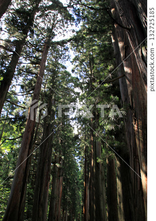 Togakushi Shrine Okusha Togakushi Shrine Okusha 132725185