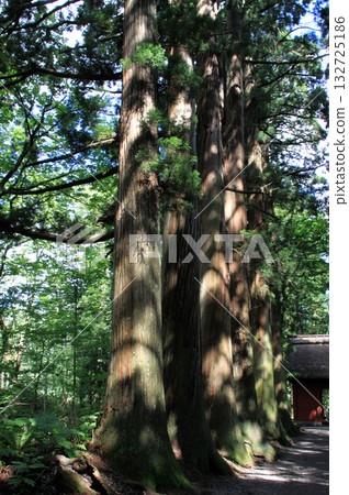 Togakushi Shrine Okusha Togakushi Shrine Okusha 132725186