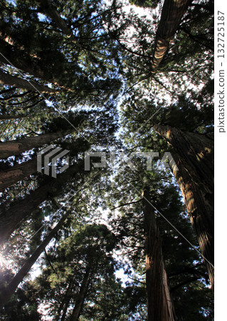 Togakushi Shrine Okusha 132725187