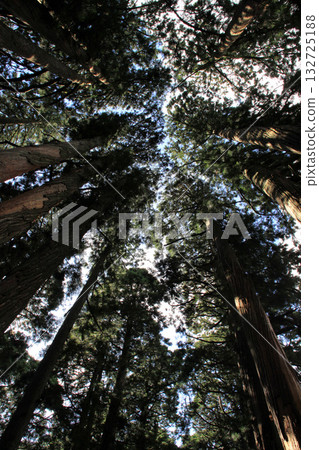 Togakushi Shrine Okusha 132725188