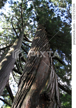 Togakushi Shrine Okusha 132725194
