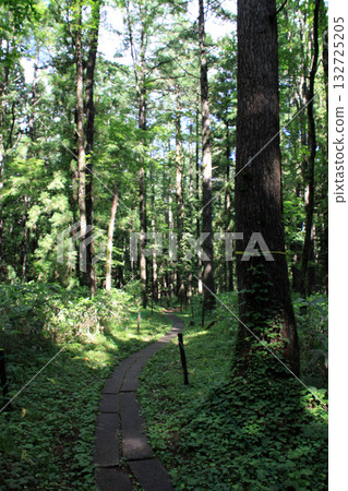 Togakushi Shrine Okusha 132725205