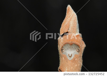 Crab leaves and winter buds 132725452