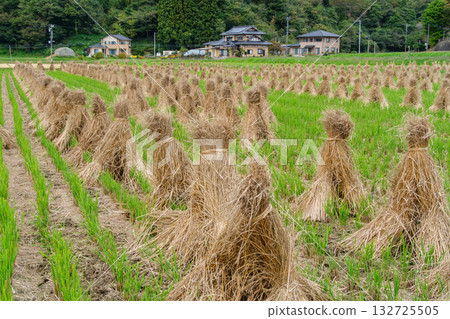Sun-dried rice fields Sun-dried rice fields 132725505