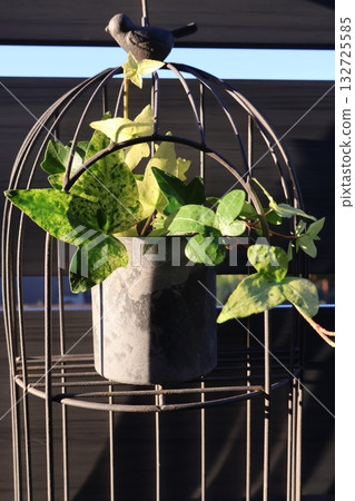 懸掛在鳥籠中的常春藤花 懸掛在鳥籠中的常春藤花 132725585