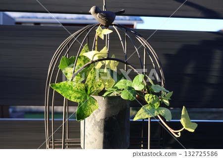 懸掛在鳥籠中的常春藤花 懸掛在鳥籠中的常春藤花 132725586