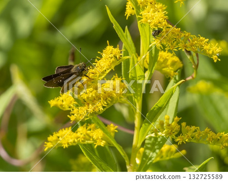 Ichimonjisetsuseri which sucks flower nectar Ichimonjisetsuseri which sucks flower nectar 132725589