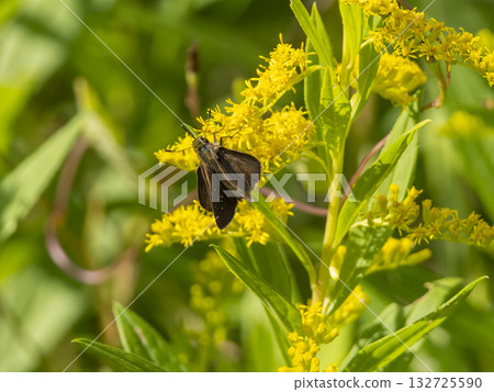 吮吸花蜜的Ichimonjisetsuseri 132725590