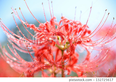 紅色的彼岸花閃爍著水珠 132725617