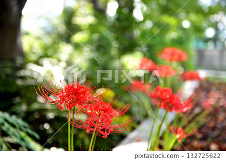 夕陽西下，公園裡盛開著簇生朱頂紅。 132725622