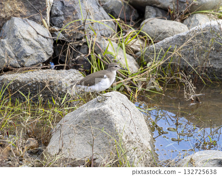A common sandpiper standing on a rock by the water 132725638