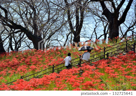 埼玉縣權賢堂公園的簇生朱頂紅 埼玉縣權賢堂公園的簇生朱頂紅 132725641