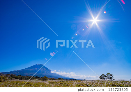 [Shizuoka Prefecture] Asagiri Plateau's pampas grass fields and Mount Fuji 132725805