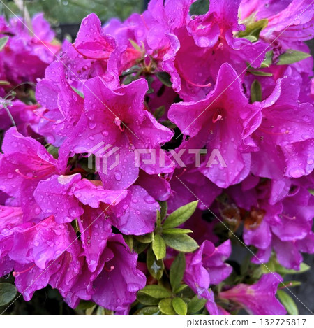 After the rain, Satsuki azalea flowers shine with droplets of water After the rain, Satsuki azalea flowers shine with droplets of water 132725817