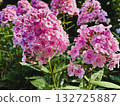 Perennial phlox: pink, full bloom, sunshine 132725887