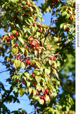 山茱萸果實 132725972