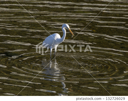 Daisaki holding fish Daisaki holding fish 132726029