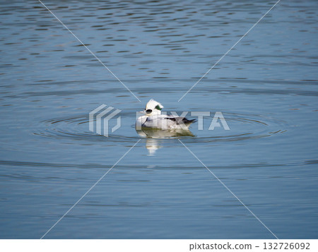 A graceful Mikosagya 132726092