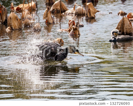 一隻鸕鶿在水中沐浴 一隻鸕鶿在水中沐浴 132726093